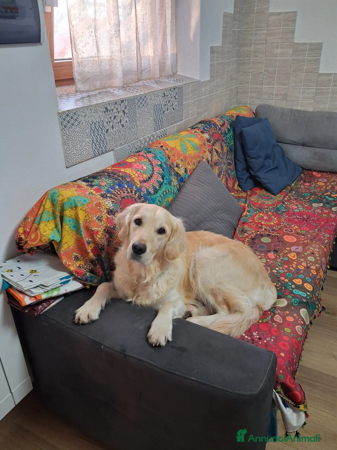 Golden Retriever cani in vendita: Vendesi cuccioli Golden Retriever - Annuncio 11