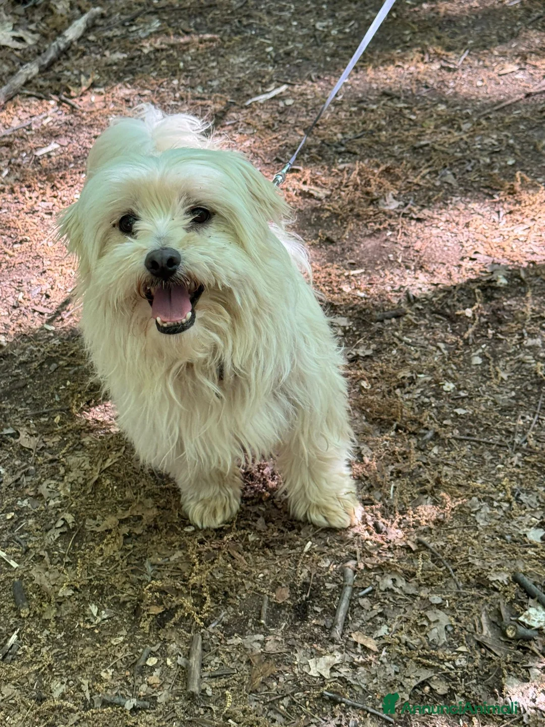 Maltese cani in regalo: Diego un tenerissimo maltese da amare - Annuncio 1