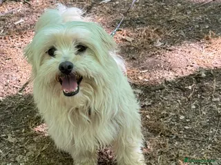 Maltese cani Diego un tenerissimo maltese da amare - Annuncio 1