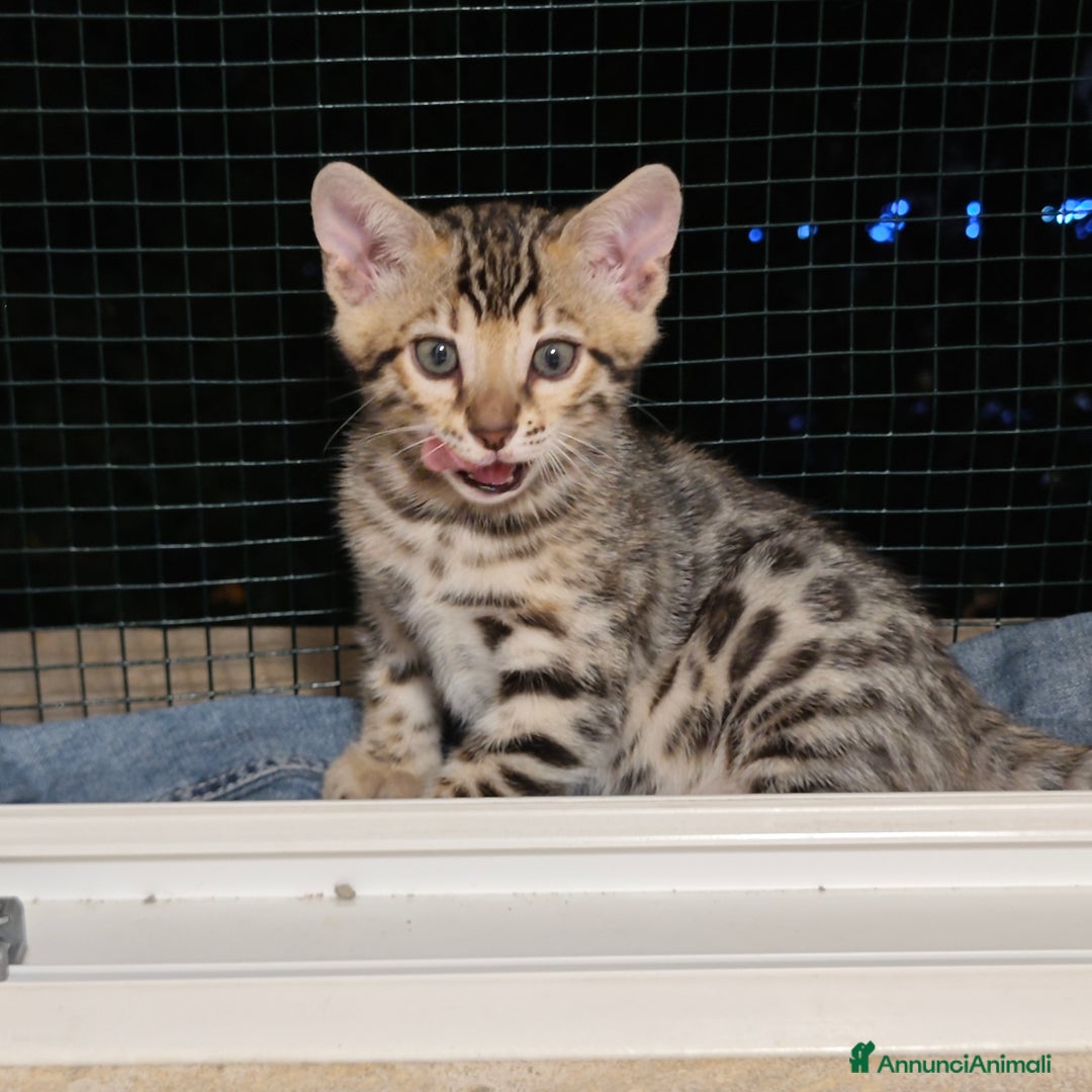 Bengala gatti in vendita: Cuccioli di Bengala - Immagine 5