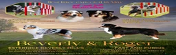 Australian Shepherd cani in vendita: Cuccioli Pastore Australiano/Australian Shepherd  - Annuncio 7