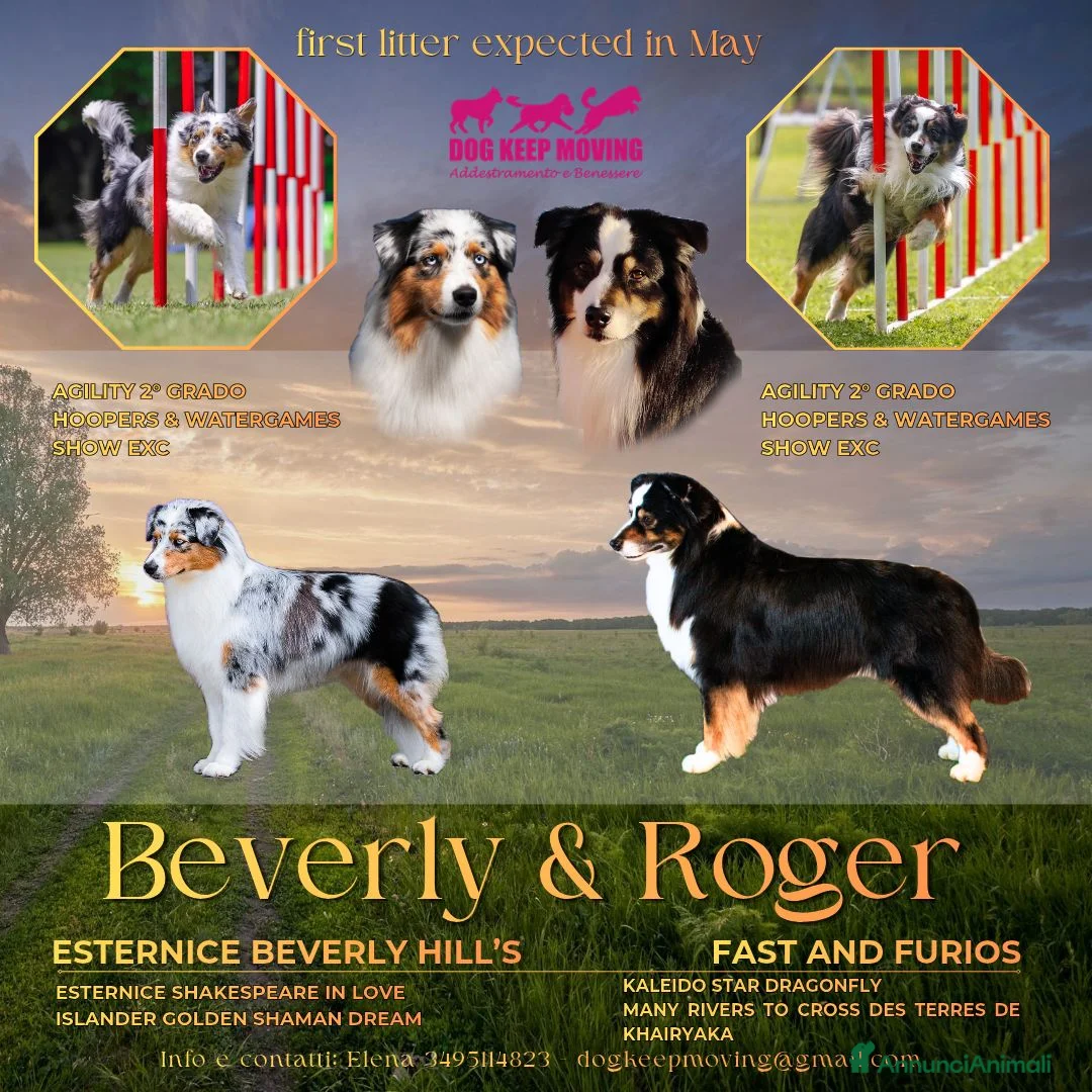 Australian Shepherd cani in vendita: Cuccioli Pastore Australiano/Australian Shepherd  - Annuncio 7