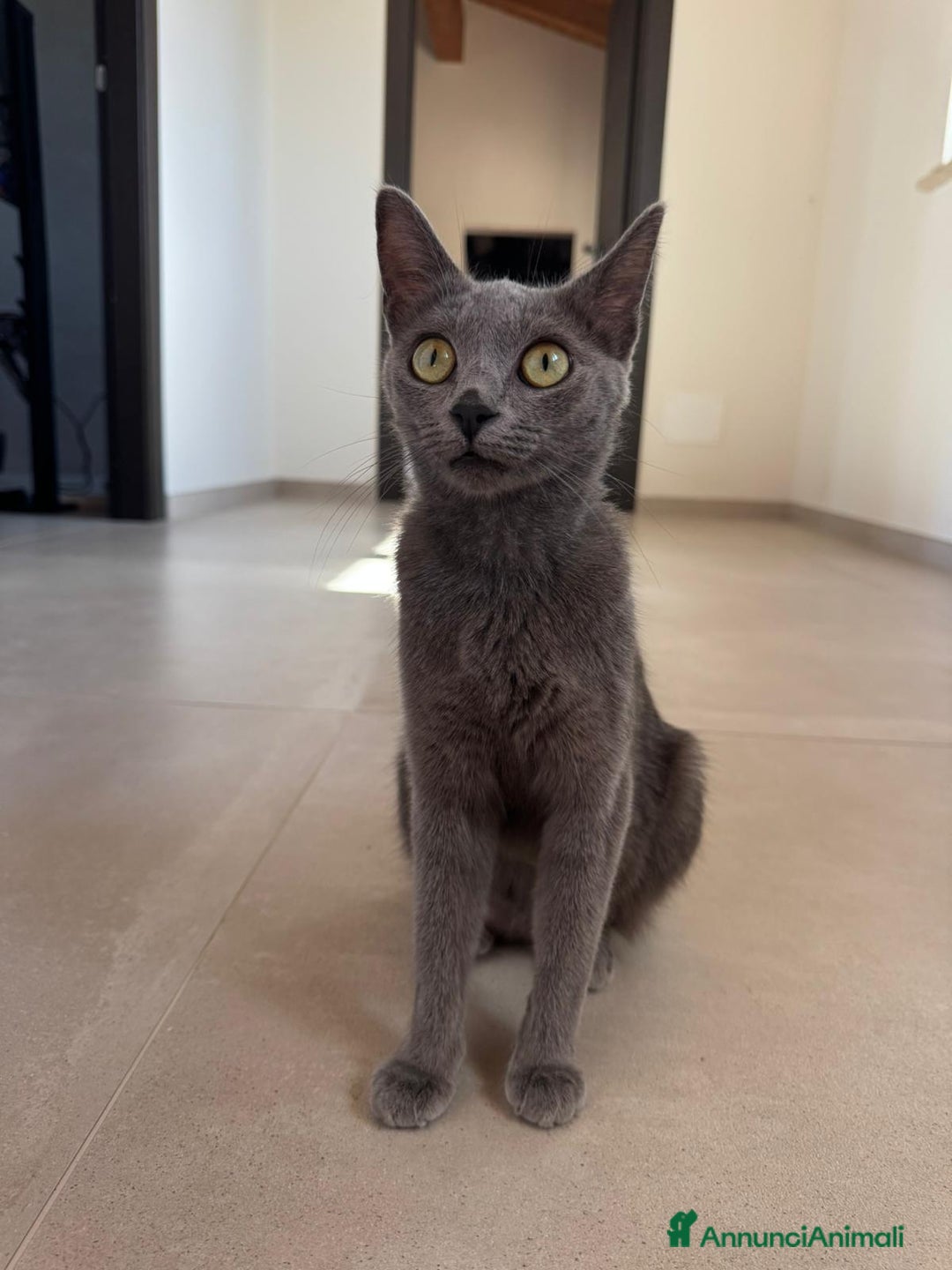 Certosino gatti in regalo: Certosina femmina di 8 mesi a Metropolitan City of Rome Capital - Annuncio 6