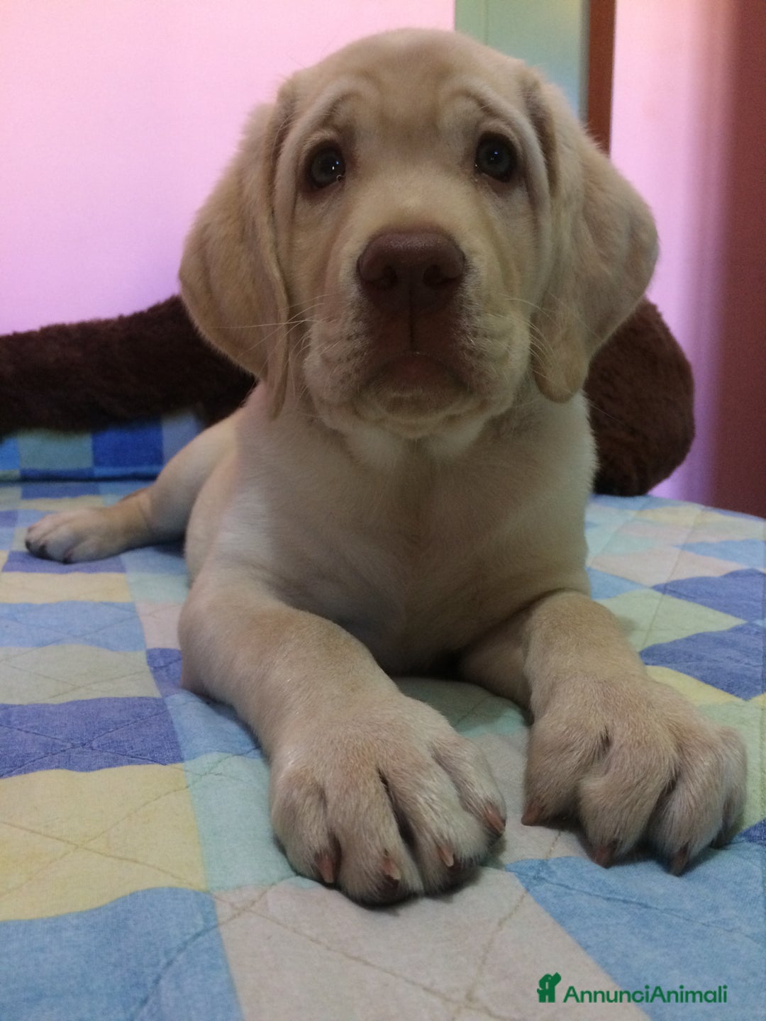 Labrador cani per accoppiamento: Seven cerca fidanzata.🐾🩵 - Annuncio 12