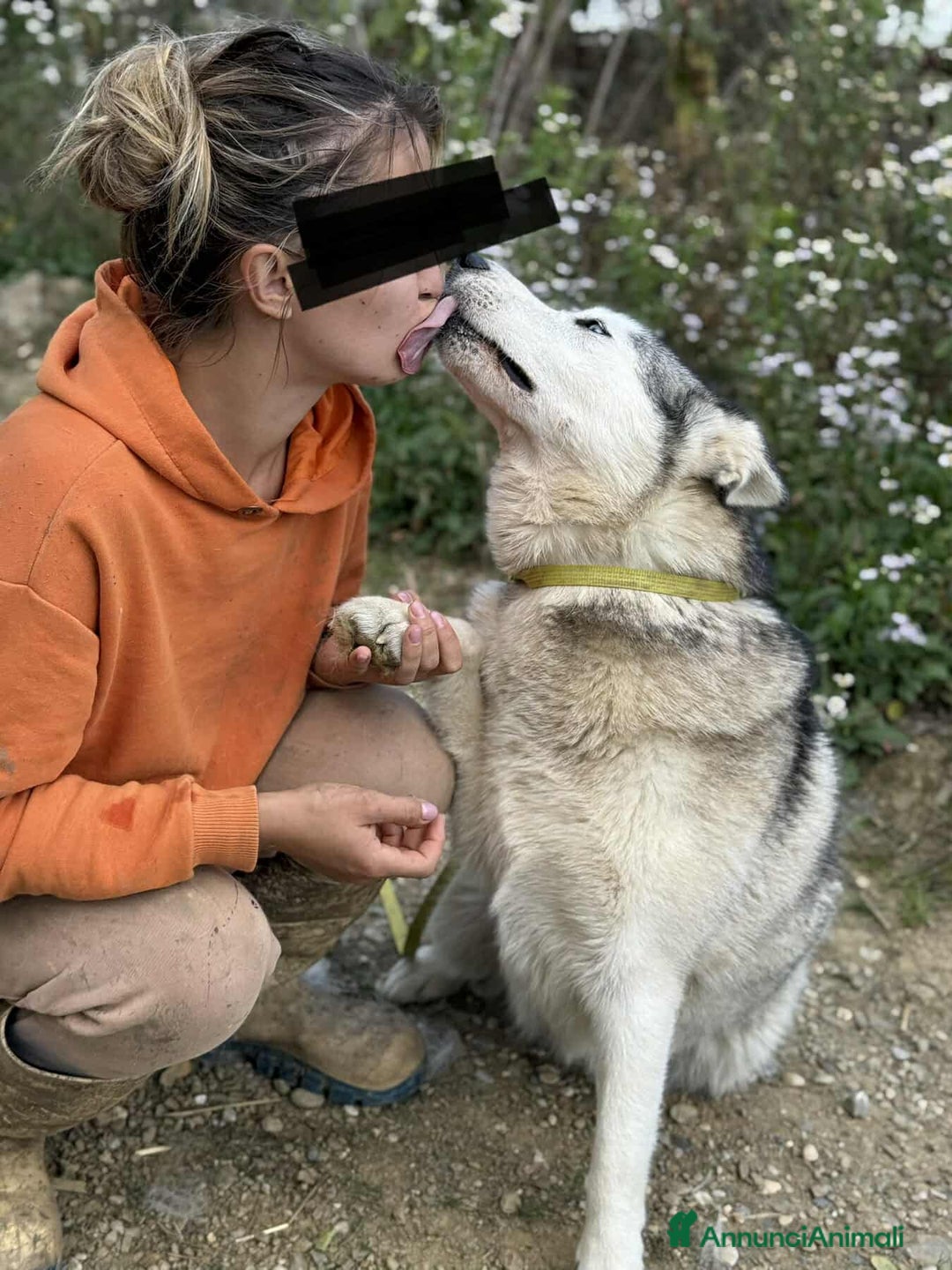 Husky cani in regalo: CINDY, splendida HUSKY cerca famiglia! - Annuncio 2