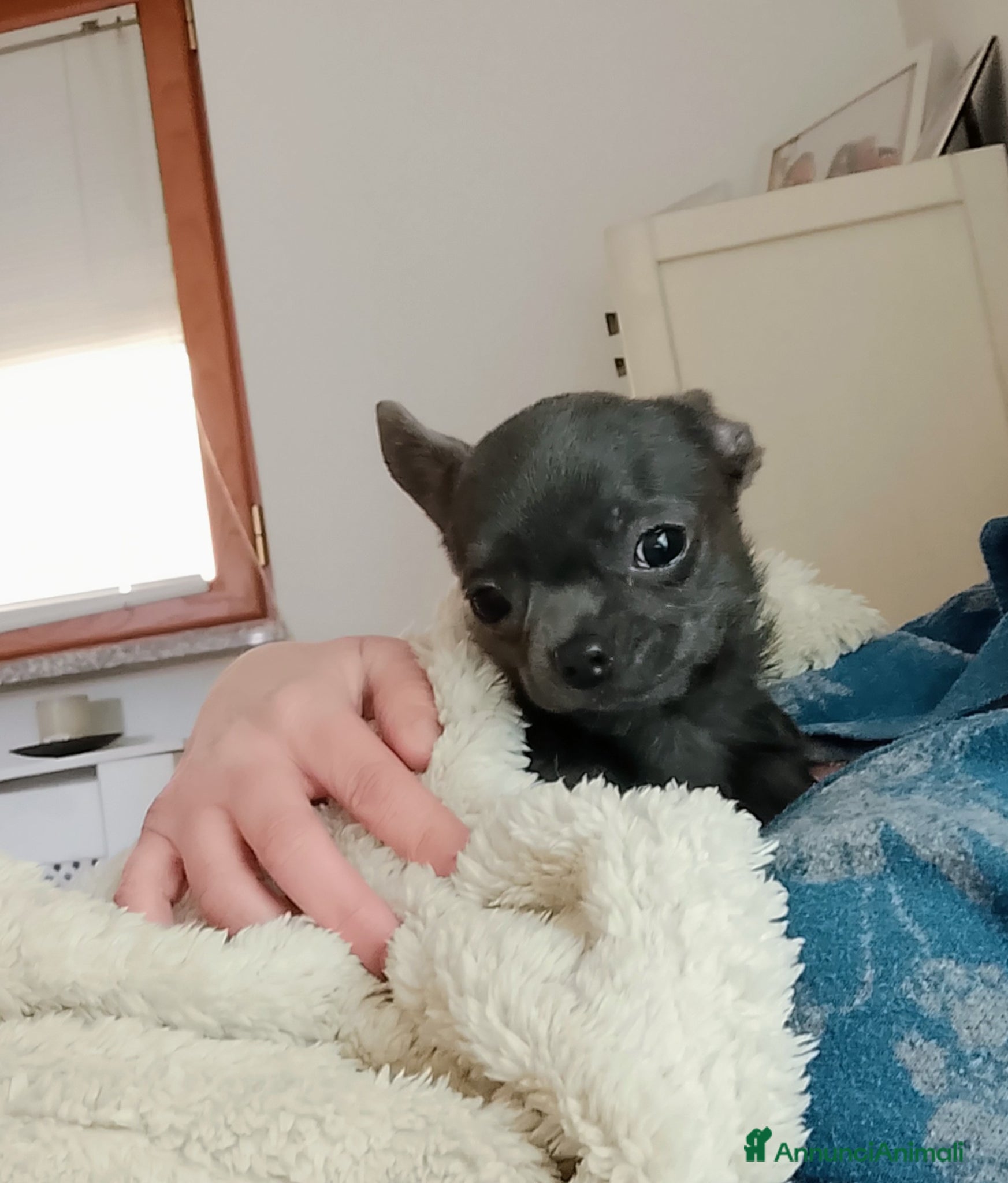 Chihuahua cani Chihuahua con pedigree ENCI  - Annuncio 4
