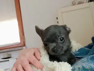 Chihuahua cani Chihuahua con pedigree ENCI - Annuncio 4