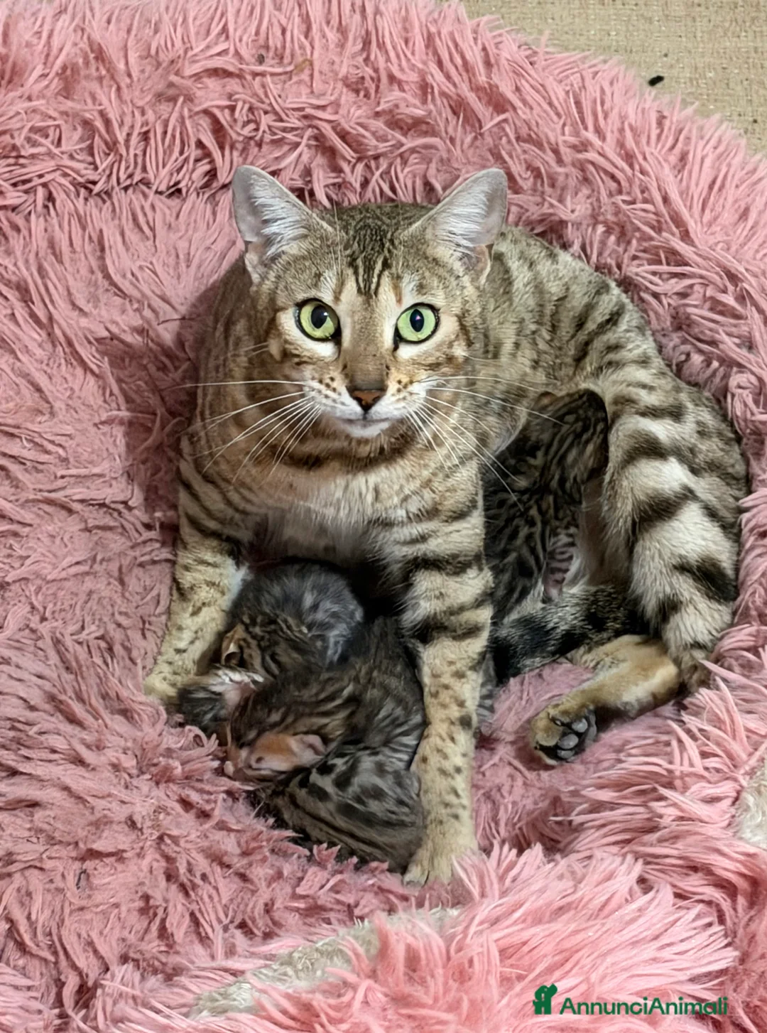 Bengala gatti in vendita: gatto bengala  - Annuncio 7