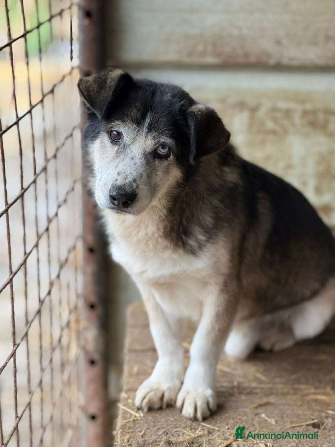 Meticcio cani in regalo: ODINO, taglia piccola super coccolone! - Annuncio 4