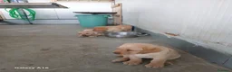 Labrador cani in vendita: Vendesi cuccioli Labrador  a Città metropolitana di Roma Capitale - Annuncio 9