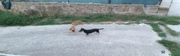 Meticcio cani in regalo: Triade di meticci - Annuncio 14