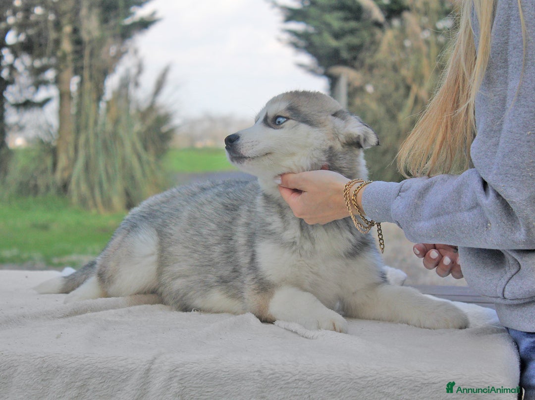 Husky cani in vendita: Cuccioli di Siberian Husky  a Provincia di Pavia - Immagine 6