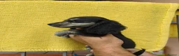 Bassotto Nano cani in vendita: Bassotto - Annuncio 1