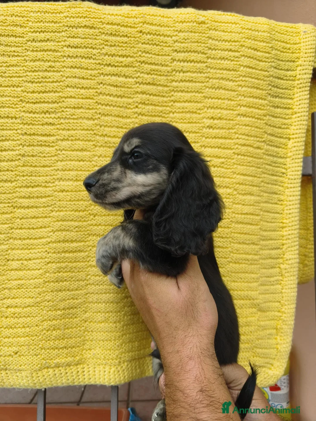 Bassotto Nano cani in vendita: Bassotto - Annuncio 1