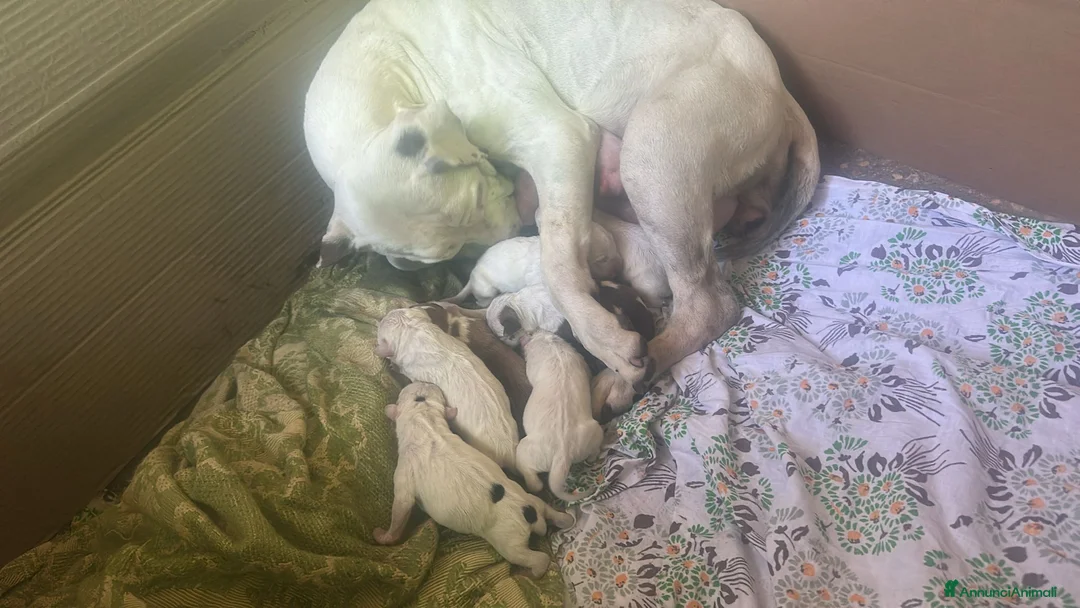 American Staffordshire cani in vendita: Cuccioli di American Staffordshire Terrier  a Provincia di Chieti - Annuncio 5