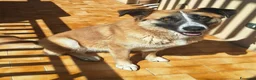 Meticcio cani in regalo: Ambra 4 anni Taglia grande - Annuncio 1