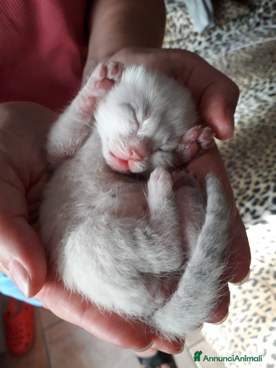 Immagine della galleria {{count}}