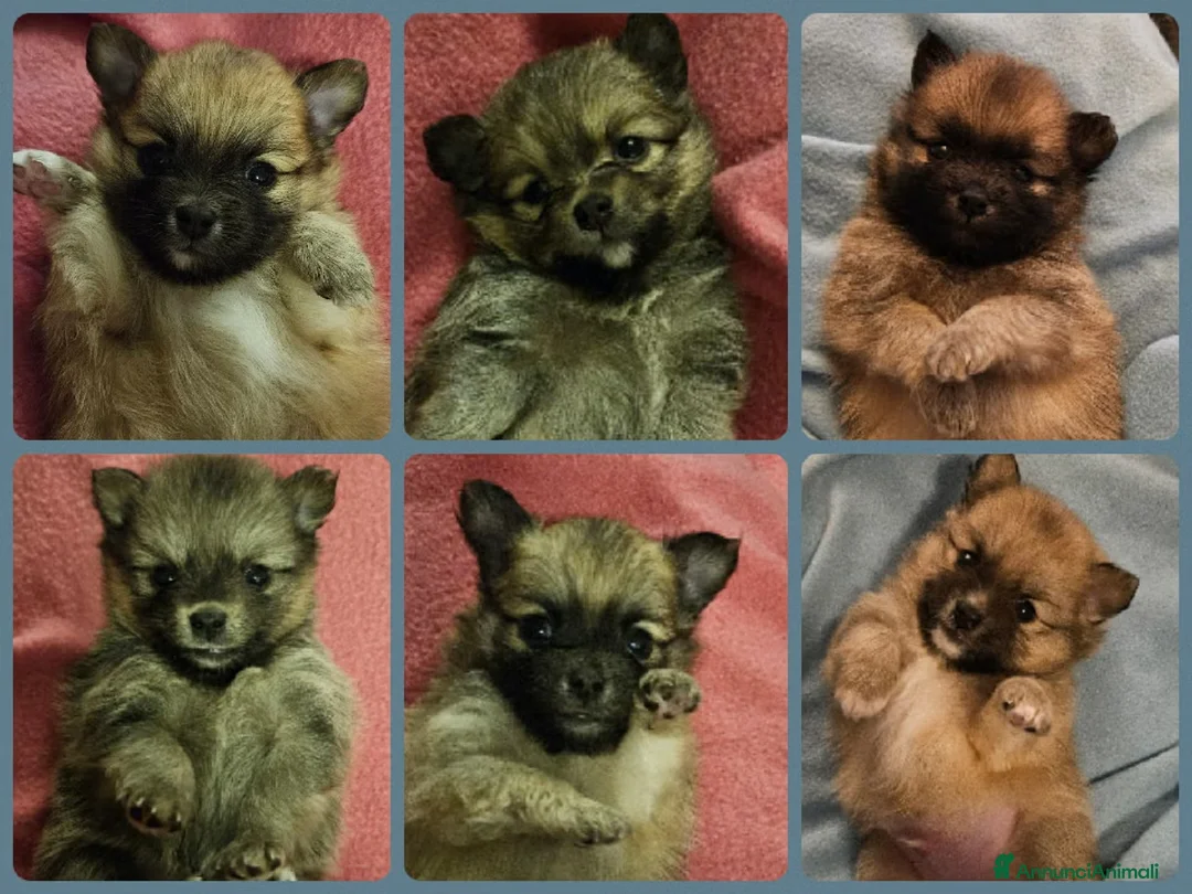 Volpino Pomerania cani in regalo: Pomchi nato il 18/12/25 è alla ricerca di una casa - Annuncio 4