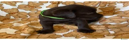 Labrador cani in vendita: Cuccioli Labrador Retriever Chocolate - Annuncio 7