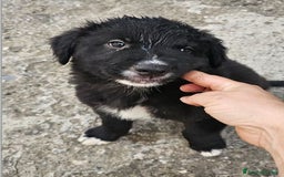 Meticcio cani in regalo: Laika & Brika, 65 giorni a Provincia di Bergamo - Immagine 4