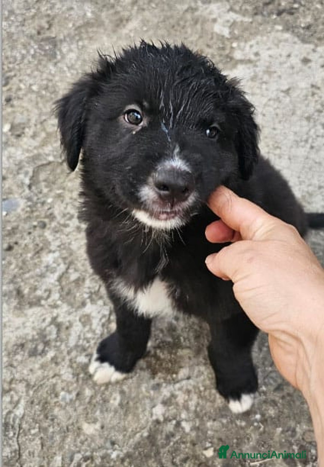 Meticcio cani in regalo: Laika & Brika, 65 giorni a Provincia di Bergamo - Immagine 4