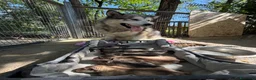Alaskan Malamute cani in vendita: Splendidi cuccioli di Alaskan Malamute  - Annuncio 11