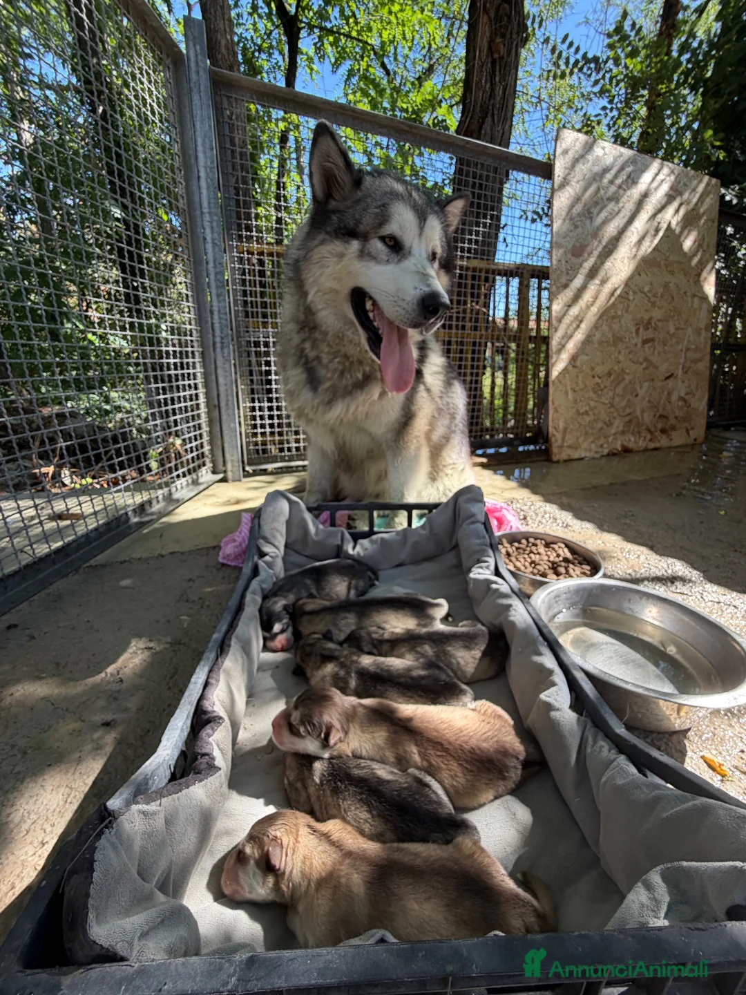 Alaskan Malamute cani in vendita: Splendidi cuccioli di Alaskan Malamute  - Annuncio 11