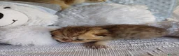 Scottish gatti in vendita: Cuccioli Scottish Fold e Straight a Provincia di Reggio Emilia - Annuncio 36