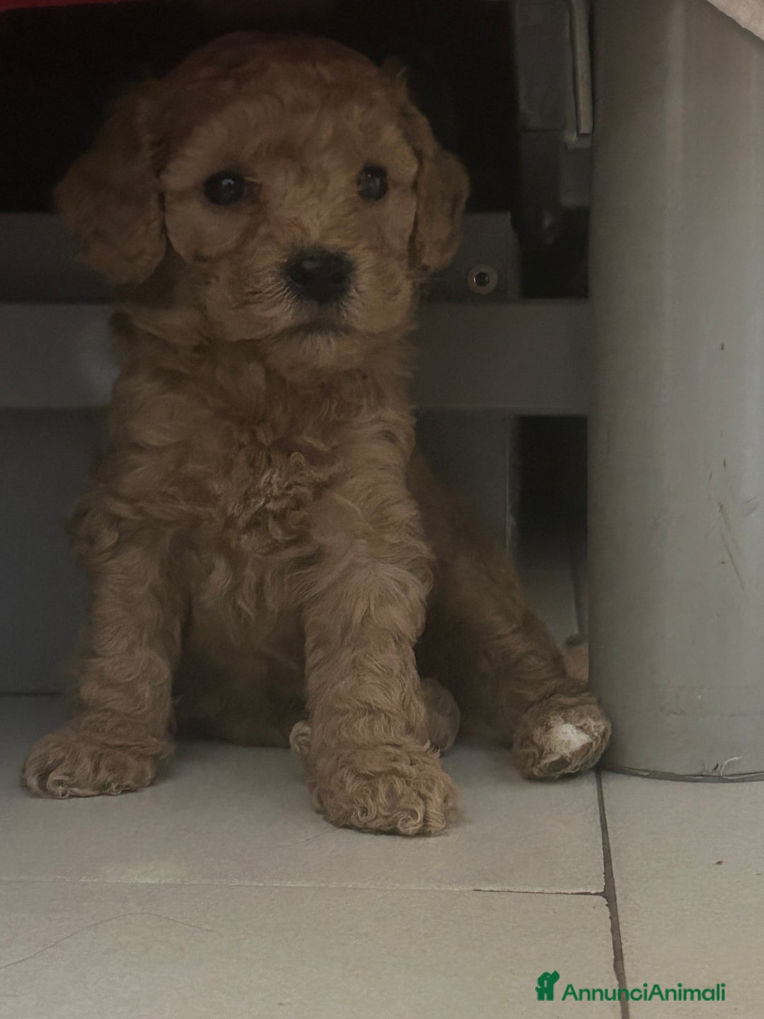 Barboncino cani in vendita: Cuccioli barboncini  - Annuncio 3