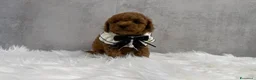 Barboncino Toy cani in vendita: Adorabili cuccioli di barboncino toy - Annuncio 18