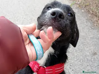 Meticcio cani CUCCIOLA LUNA - Annuncio 5