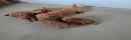 Barboncino Toy cani in vendita: Cuccioli Barboncino Toy - Annuncio 2