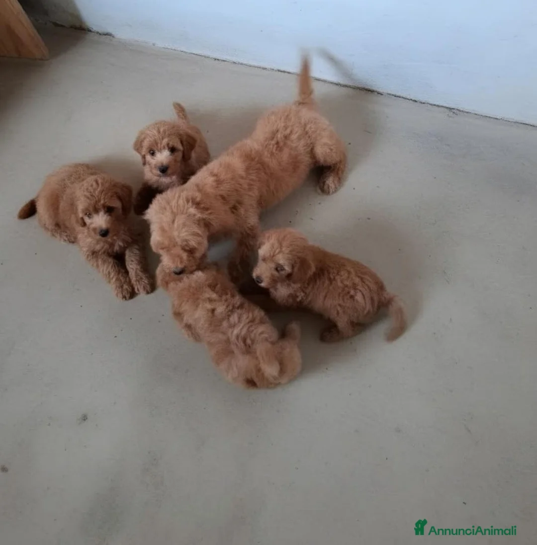 Barboncino Toy cani in vendita: Cuccioli Barboncino Toy - Annuncio 2