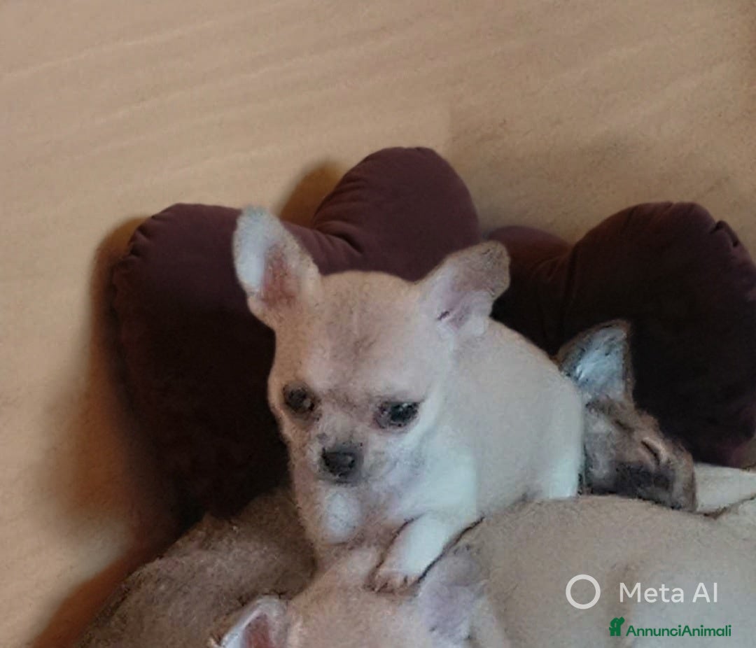 Chihuahua cani in vendita: Cucciole di chihuahua - Annuncio 3