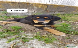 Meticcio cani in regalo: TIARA cucciola dolce a Città Metropolitana di Bologna - Immagine 11