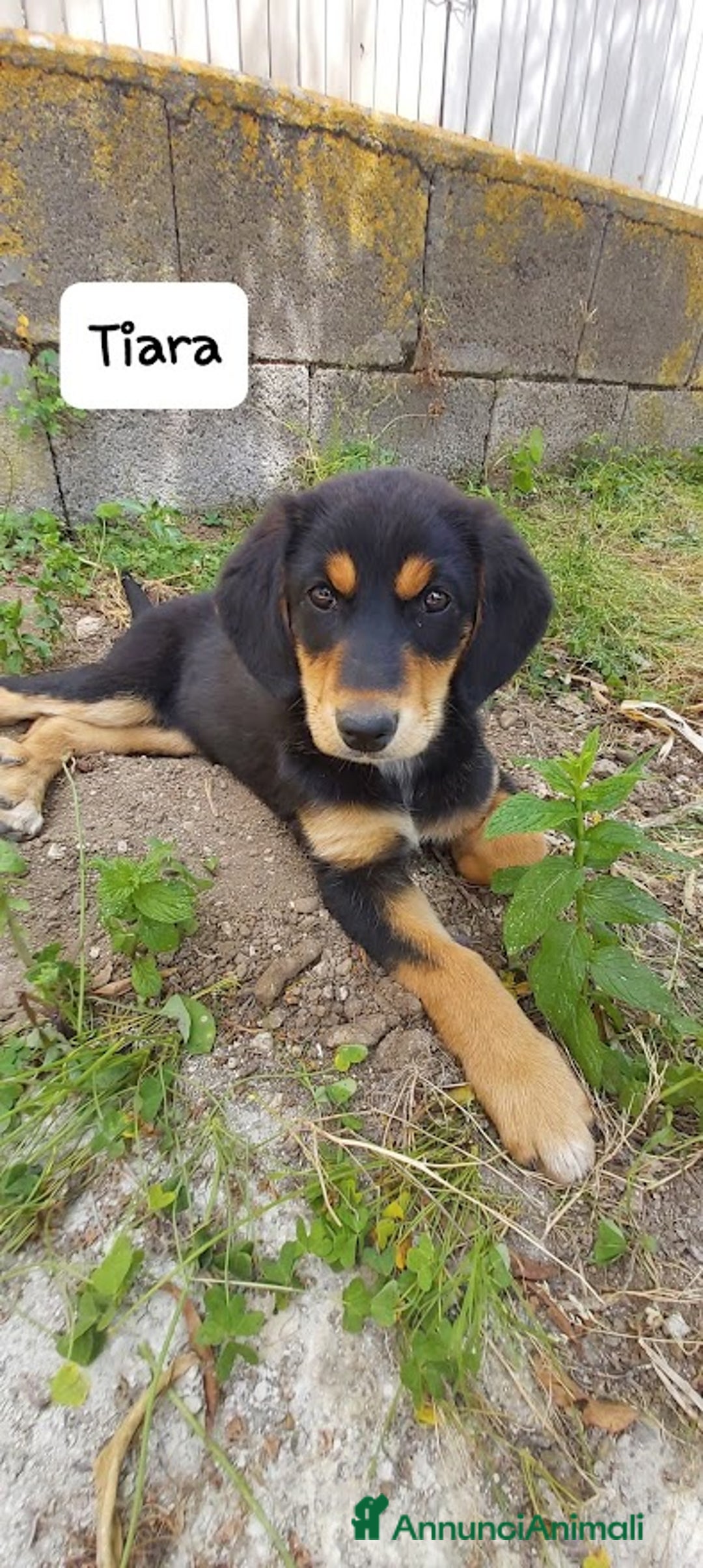 Meticcio cani in regalo: TIARA cucciola dolce a Città Metropolitana di Bologna - Immagine 11