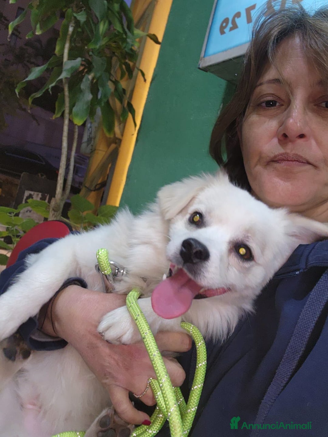 Volpino Italiano cani in regalo: Splendido simil volpino - COOKI - Annuncio 1