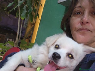 Volpino Italiano cani Splendido simil volpino - COOKI - Annuncio 1