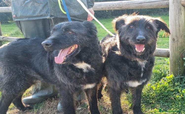 Meticcio cani a Città metropolitana di Milano - Annuncio 9