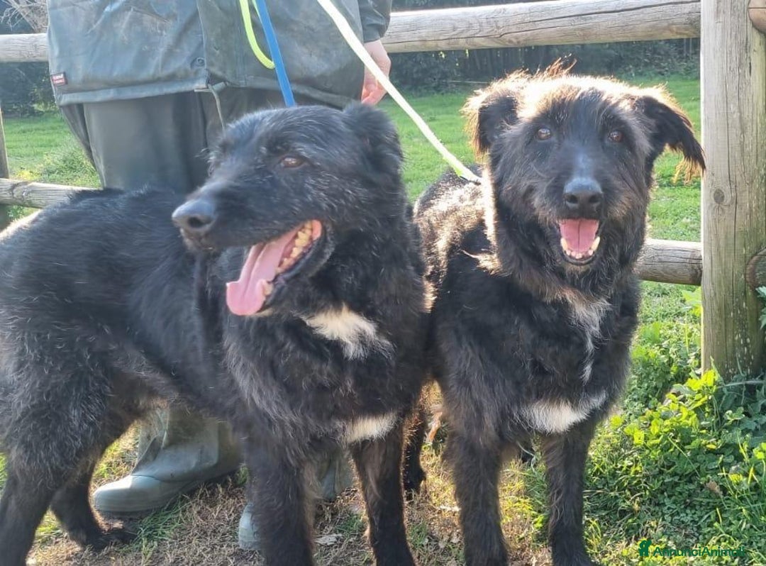 Meticcio cani in regalo: 2 fratelli mix Spinoni adulti salvati da 1lagerSUD a Città metropolitana di Milano - Immagine 1