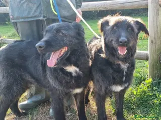 Meticcio cani 2 fratelli mix Spinoni adulti salvati da 1lagerSUD - Annuncio 14