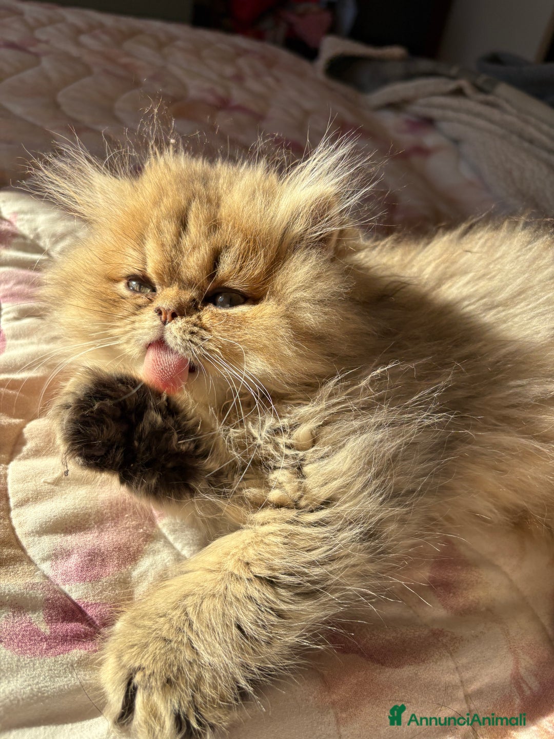 Persiano gatti in vendita: Maschietto persiano golden - Annuncio 4