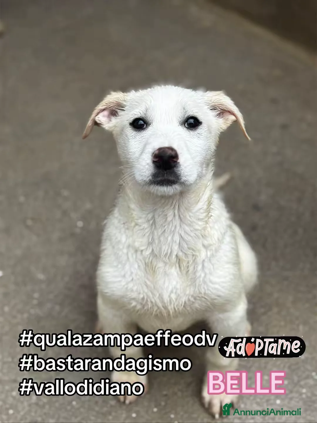 Meticcio cani in regalo: Cucciola socievole 3 mesi taglia media  - Annuncio 1