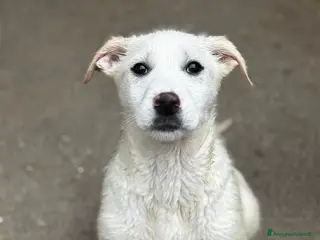 Meticcio cani Cucciola socievole 3 mesi taglia media - Annuncio 29