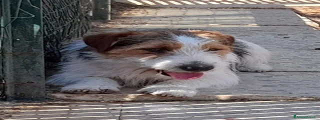 Milo