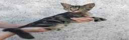 Meticcio gatti in vendita: Gattini incrocio Maine Coon  a Provincia di Trieste - Annuncio 6