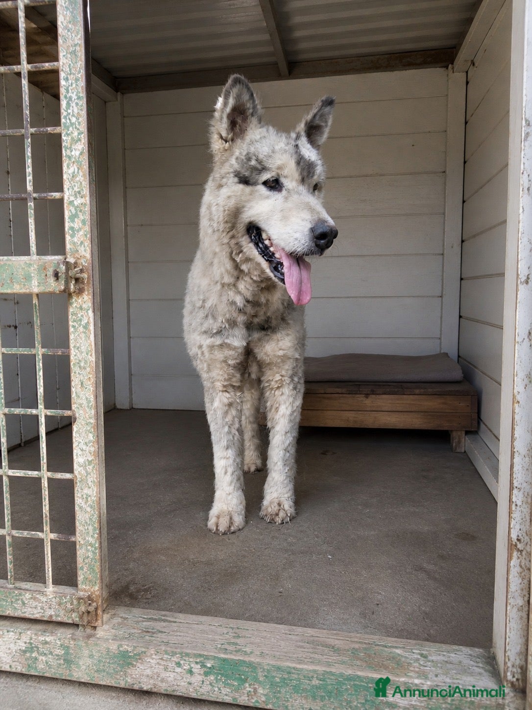 Husky cani ADOZ.DEL💔: EMERGENZA PURA! Maltrattato!!!! - Annuncio 11