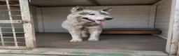 Husky cani in regalo: ADOZ.DEL💔: EMERGENZA PURA! Maltrattato!!!! - Annuncio 1