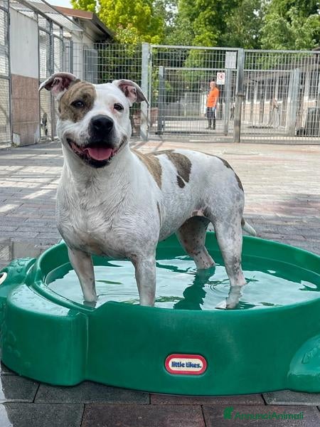 Meticcio cani BELLA CERCA CASA - Annuncio 1