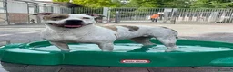 Meticcio cani in regalo: BELLA CERCA CASA - Annuncio 1
